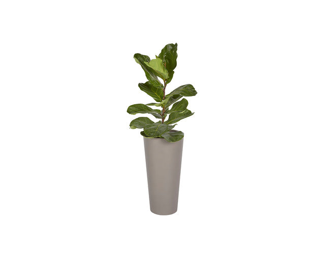 Sunpan Arbor Planter - Small